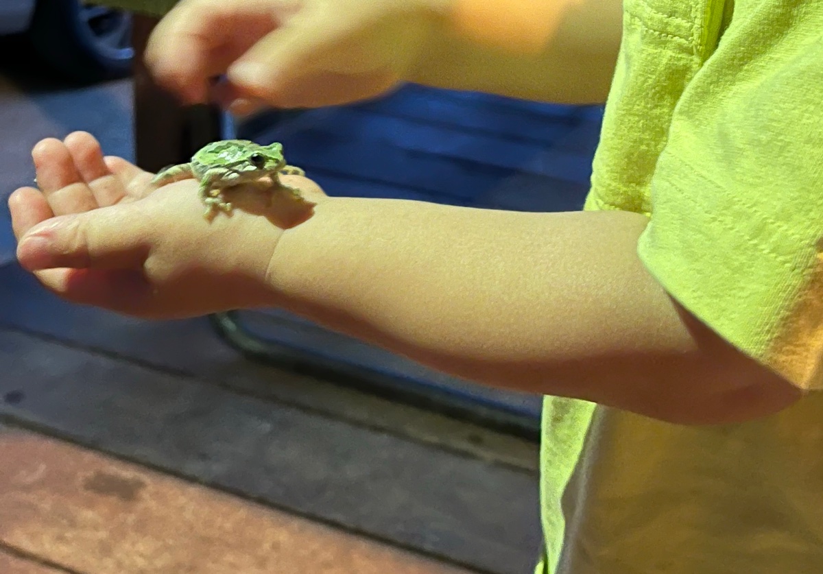 子どもの手のひらにのった、緑色のカエル