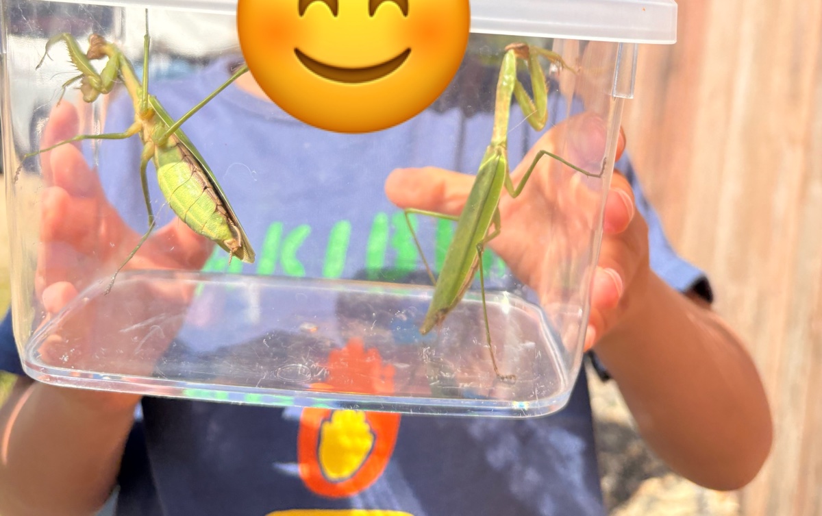 虫かごに入れたカマキリ2匹