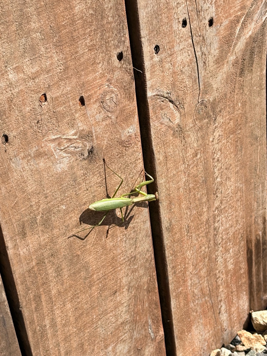 木の壁にとまっているカマキリ
